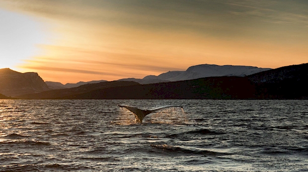 Whale watching in Tromsø
